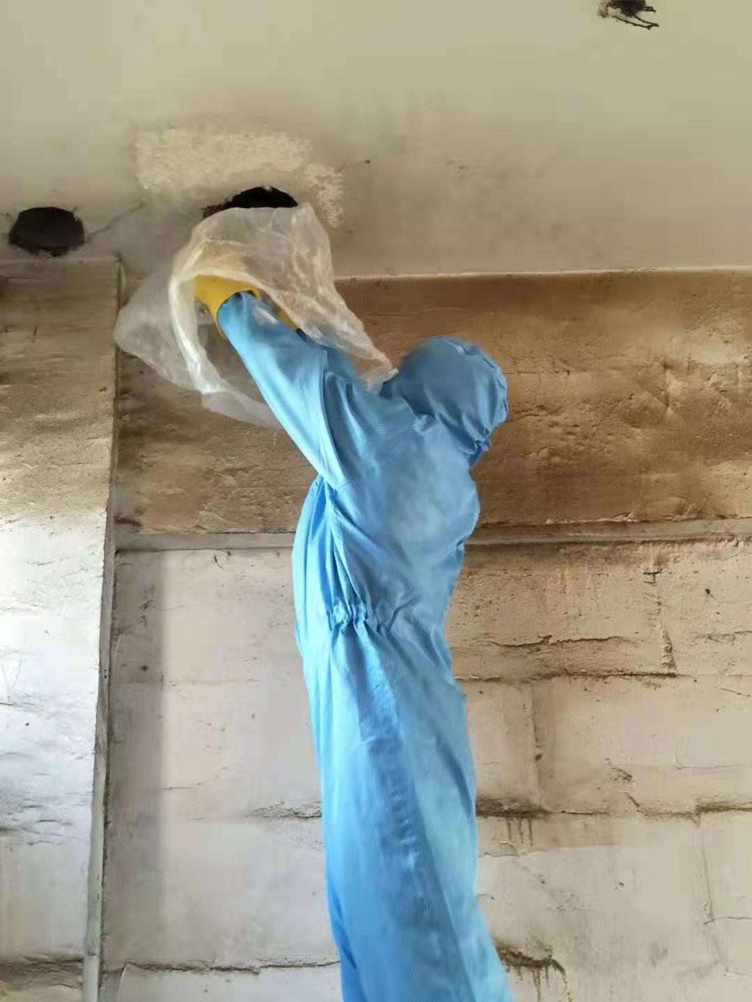 雙流滅馬蜂窩電話