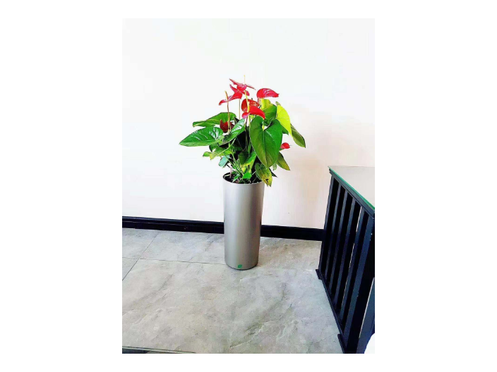 淮安戶外綠植租賃哪家好 信息推薦 蘇州御美森園林景觀設(shè)計(jì)供應(yīng)