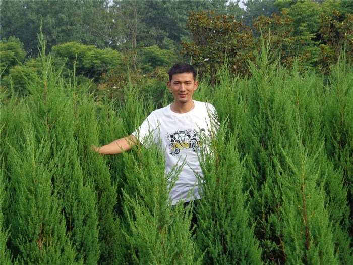 河南2.5米刺柏-真正萬畝花木基地的-河南2.5米刺柏基地