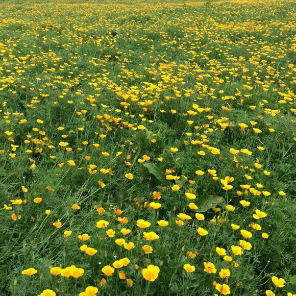 粉黛乱子草花海-花海-芳青花卉苗