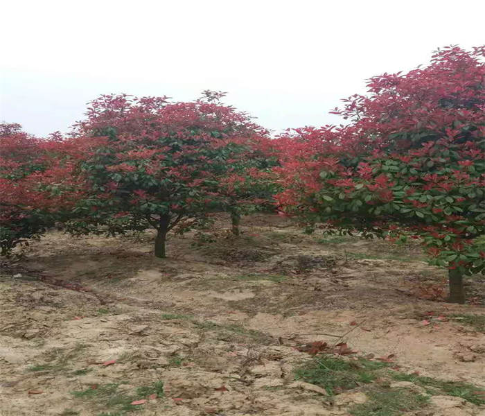 河南大叶黄杨球-一个真正有苗圃供应商-河南大叶黄杨球基地在哪