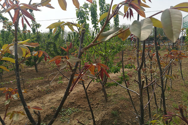 紅仁核桃樹基地-紅仁核桃樹-山東鑫農園藝