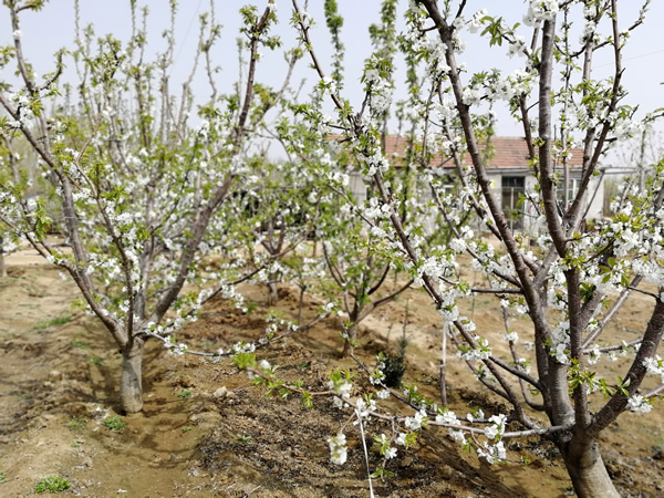 烟台黑珍珠樱桃苗基地发货-山东鑫农园艺