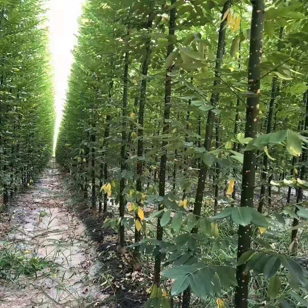 河南淑女槐小苗產地 淑女槐基地 淑女國槐小苗價格
