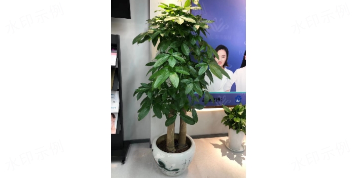 松江區租賃誠信為本 歡迎來電 上海鑫武景觀綠化供應