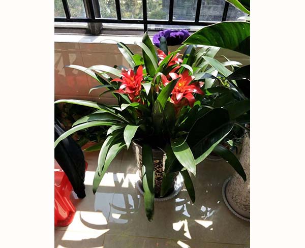 辦公室花卉租賃-長豐花卉租賃-滿園春|植物新鮮