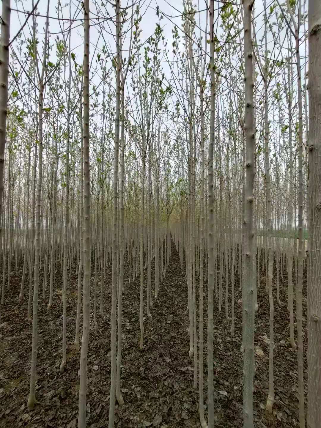 河北杜仲苗  杜仲苗基地 大量出售3公分杜仲苗