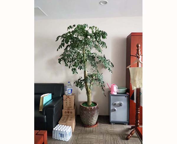 辦公室綠植租擺-合肥綠植租擺-滿園春|品種齊全