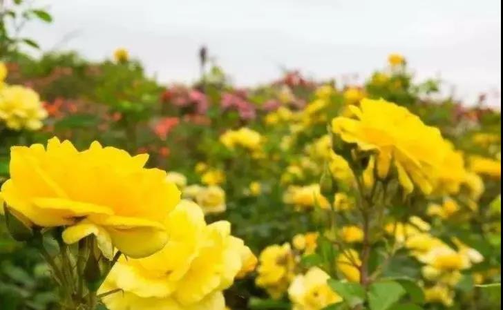 购买丰花月季祼根苗-保定丰花月季祼根苗-丰花月季基地