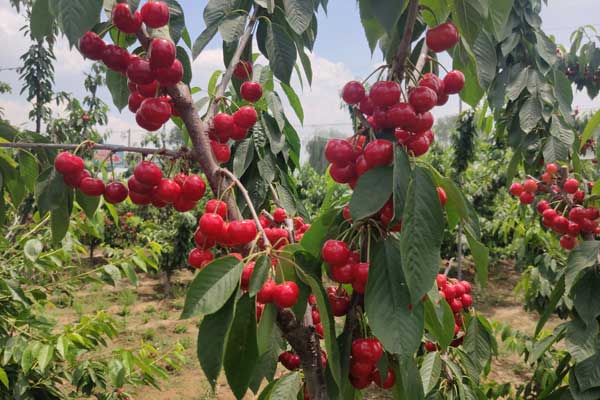 矮化樱桃苗-鑫农园艺果树苗基地-矮化樱桃苗现货批发