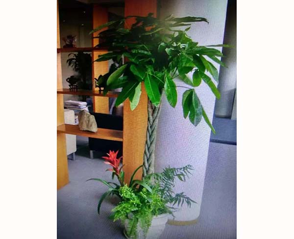 企業(yè)綠植租擺-合肥綠植租擺-滿園春|長(zhǎng)期租賃