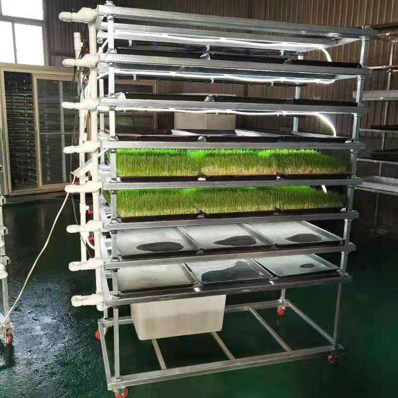 智能水培牧草設備廠家電話-水培牧草-青泓農業