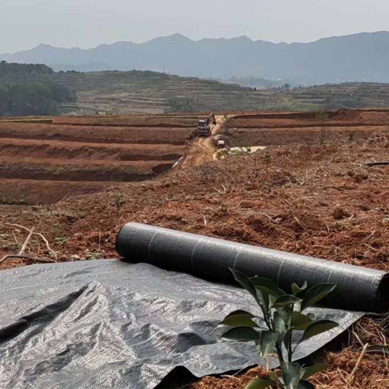 蓝莓园盖草地布 黑色防草布 防草布的优缺点