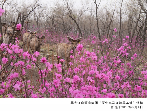 鹿茸的功效与作用-惠州市鹿茸-鹿源春鹿业