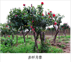 樹月季圖片-山林月季好不好-浙江月季樹