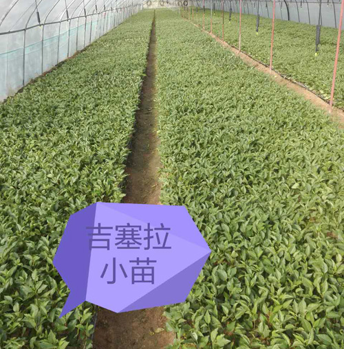 魯櫻3號櫻桃苗哪家好-魯櫻3號櫻桃苗-山東鑫農園藝