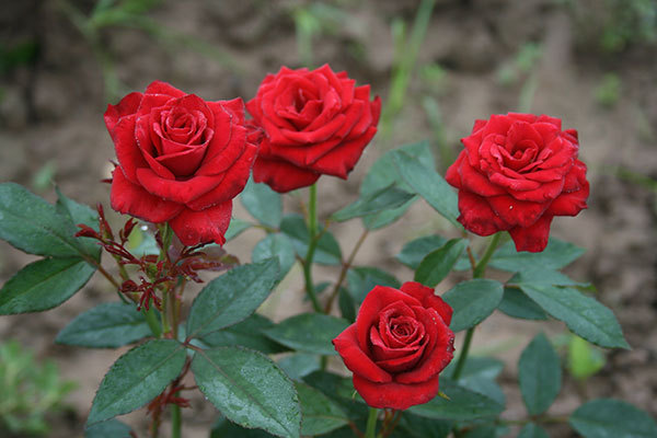 豐花月季苗-豐花月季-山林月季樹(shù)狀月季