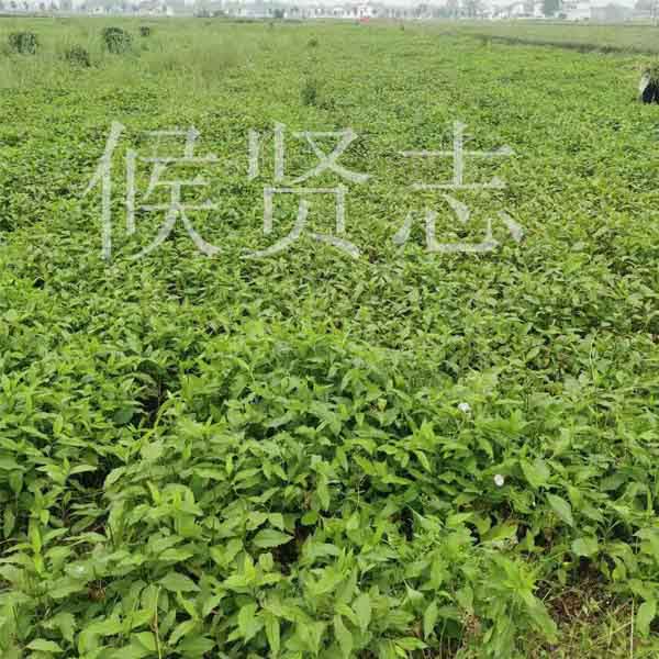 西華上力草-普樂候賢志尚力草基地-新鮮上力草基地