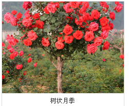 上海七公分樹狀月季小苗圖片