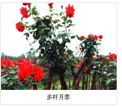 四川古樁月季**