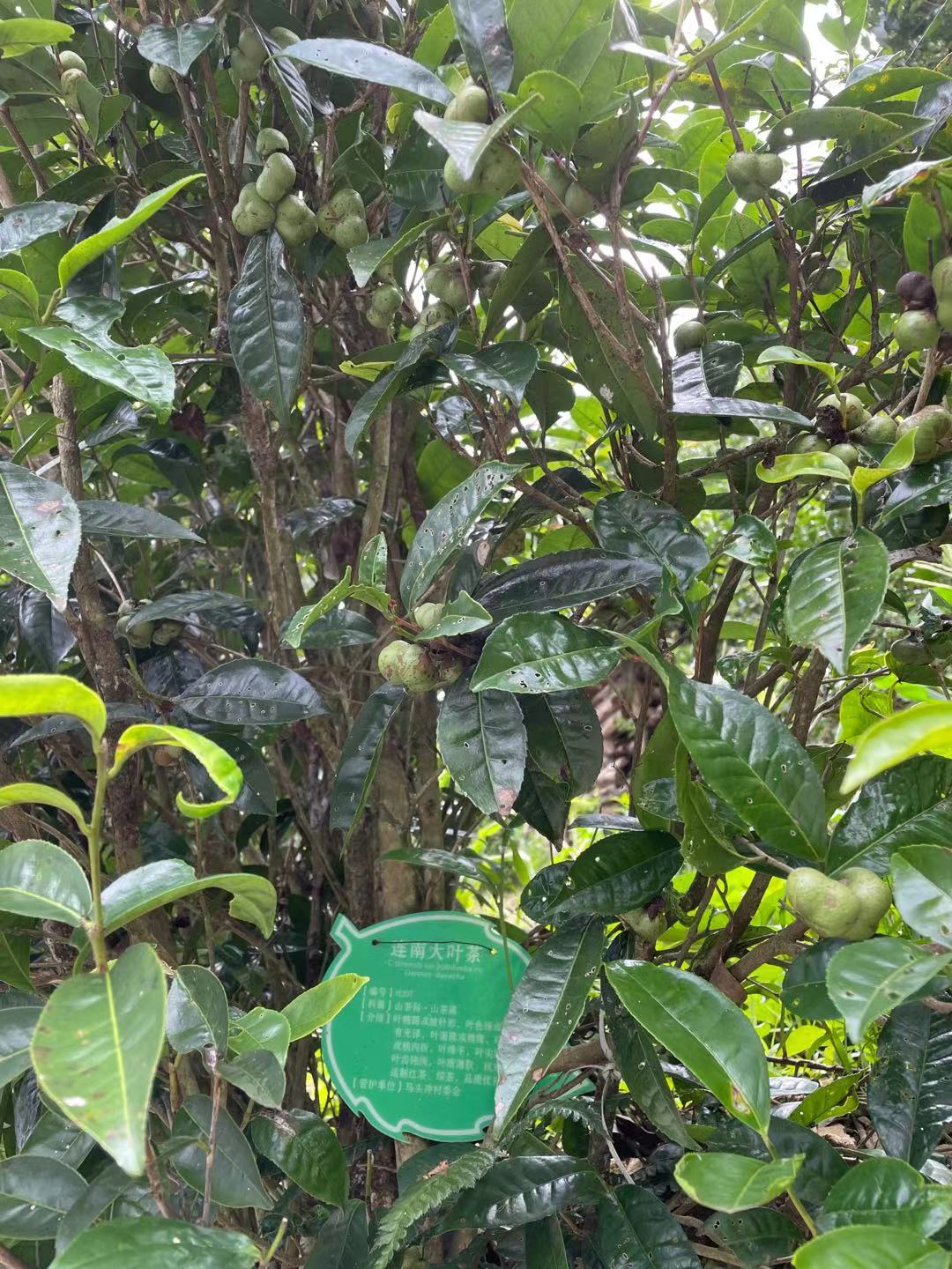 厦门茶色素原料生产厂家