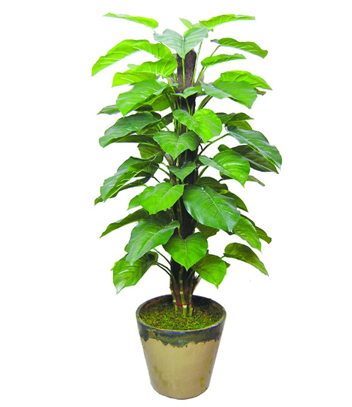 武漢綠植擺租電話