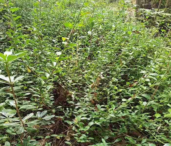 河北小叶扶芳藤批发-河北小叶扶芳藤-合理绿化苗木基地直销