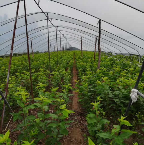 煙臺櫻桃苗現貨批發自有培育基地