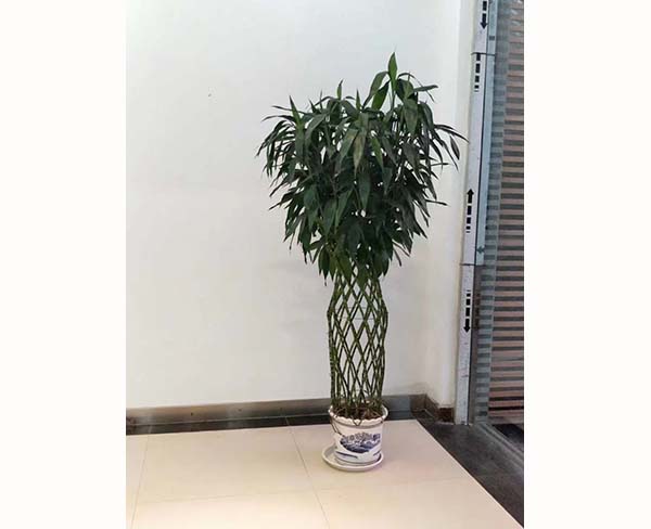 商場綠植租擺公司-巢湖綠植租擺-滿園春|品種齊全