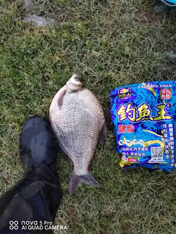 五腥螺鯉-釣魚王漁具有限公司