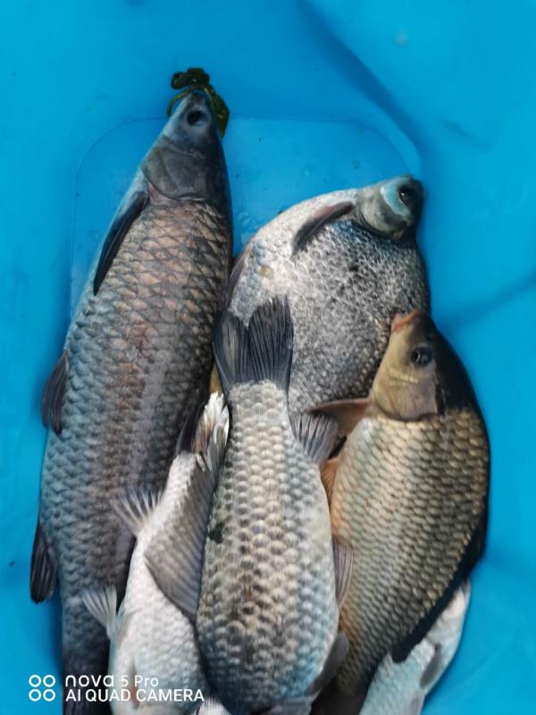 湖北釣魚王漁具公司-釣魚王一品粑粑