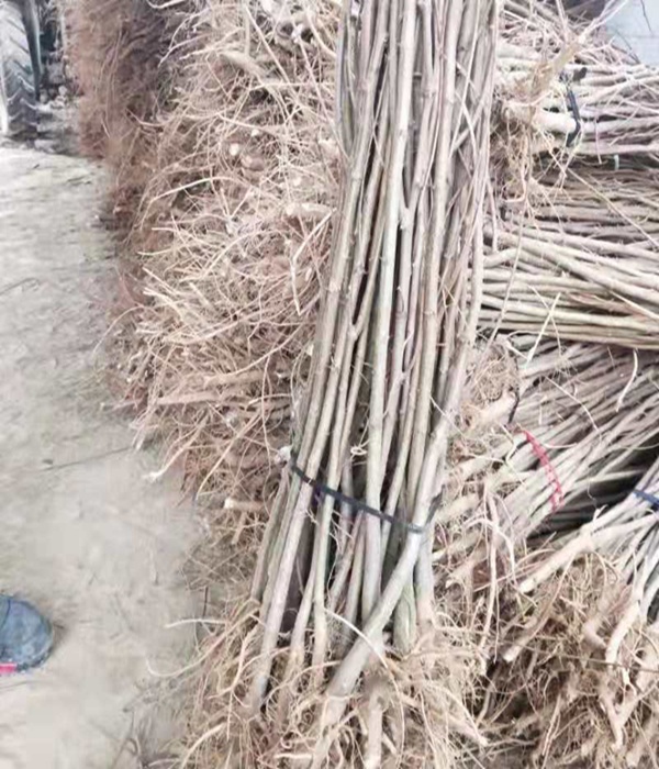 好的紫穗槐種子哪里便宜-菏澤紫穗槐種子-輝達苗木