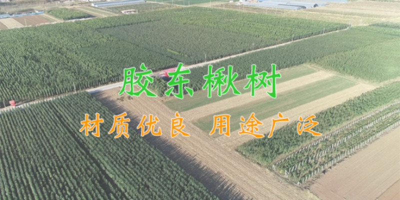 承德名優小葉楸生產廠家 真誠推薦 萊陽市綠森苗木種植供應