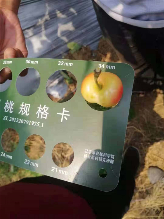 盐城批发大樱桃苗