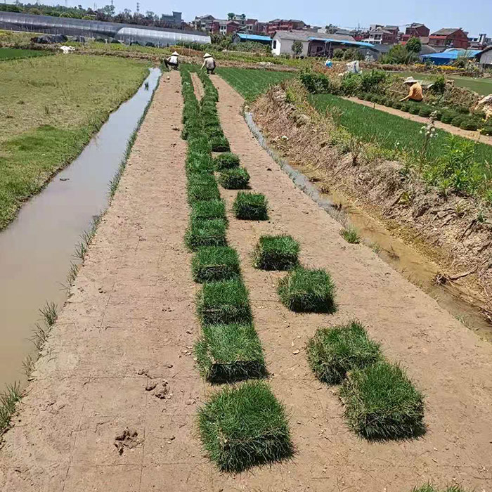 草坪種植基地-威寧草坪-云南賢惠真草坪批發