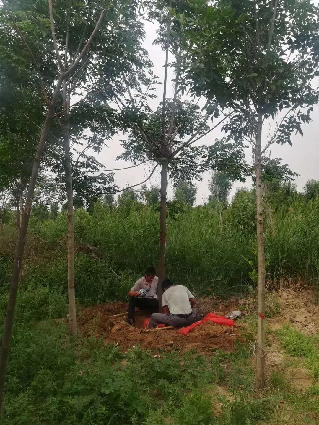 德州地區苦楝基地苦楝苗木基地聯系方式