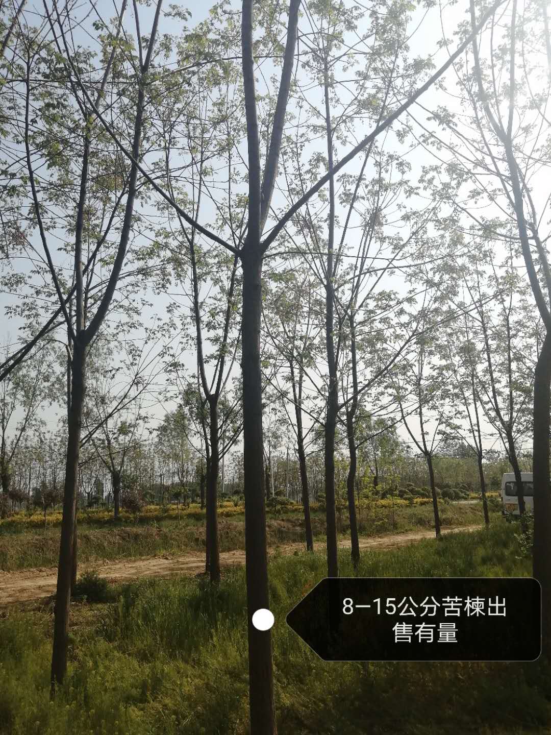 陕西地区苦楝基地销售