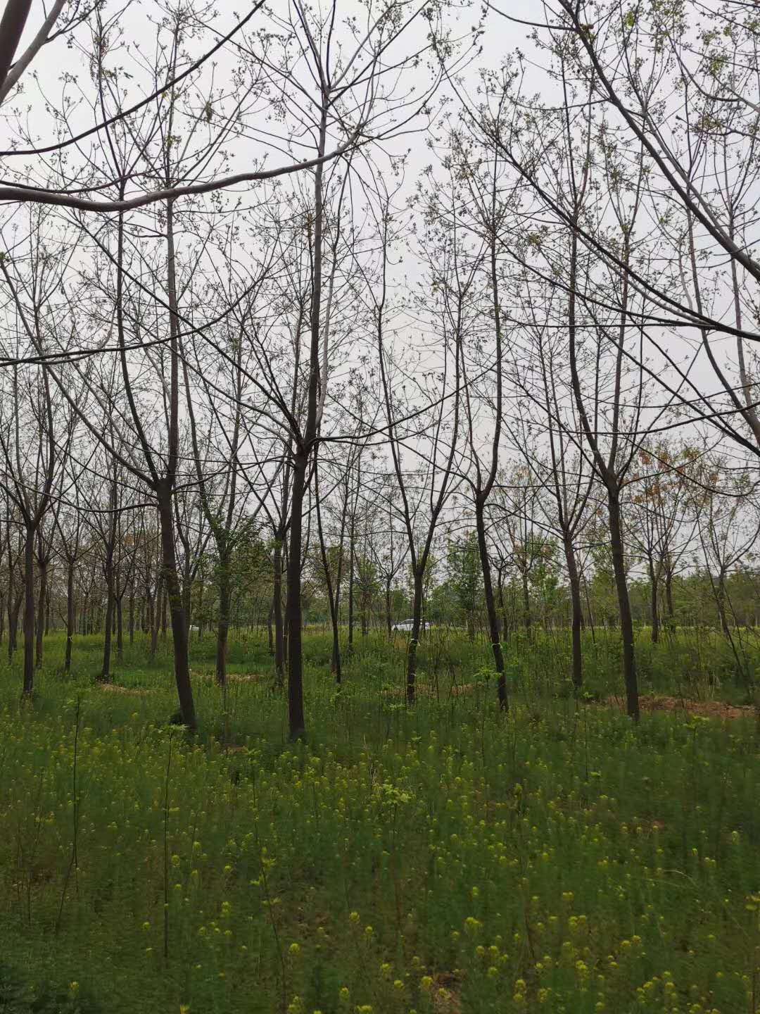 河北苦楝基地苦楝苗圃基地