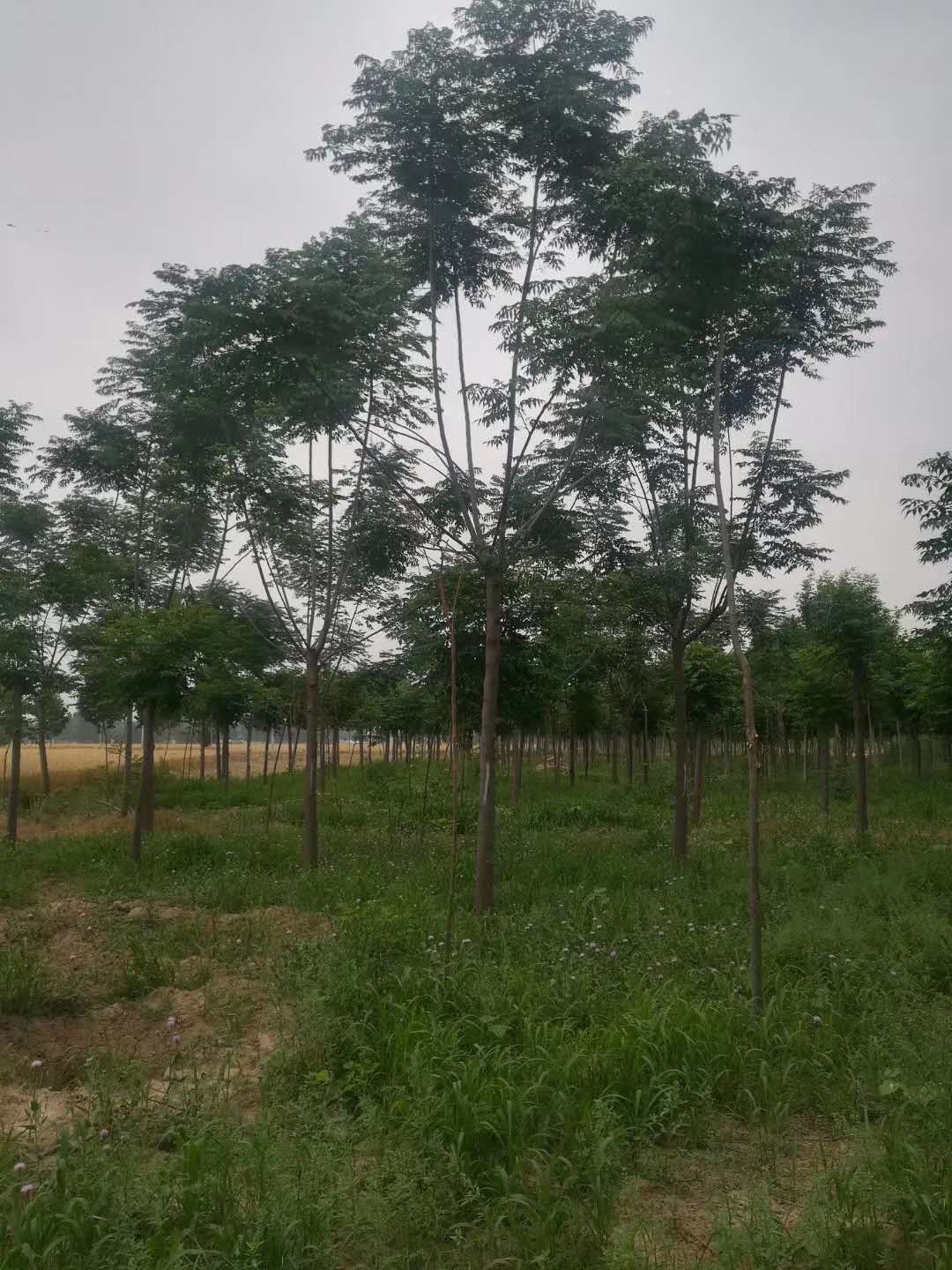 邯鄲苦楝基地苦楝苗木基地