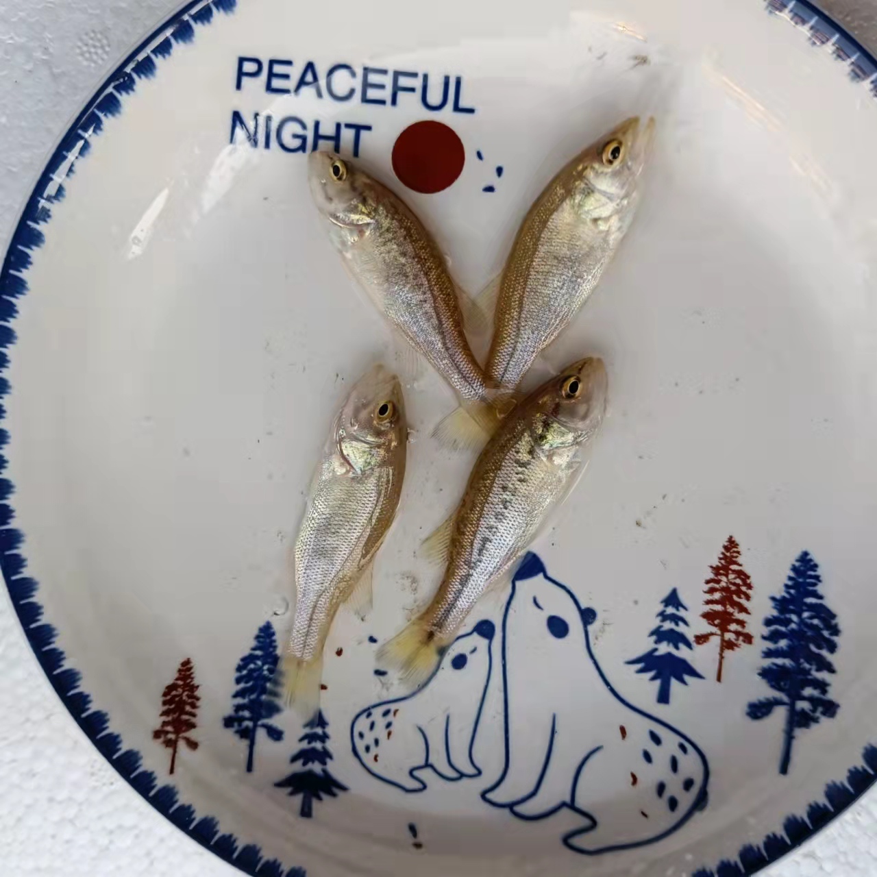 福州工廠化養(yǎng)殖鱸魚苗 鱸板養(yǎng)殖