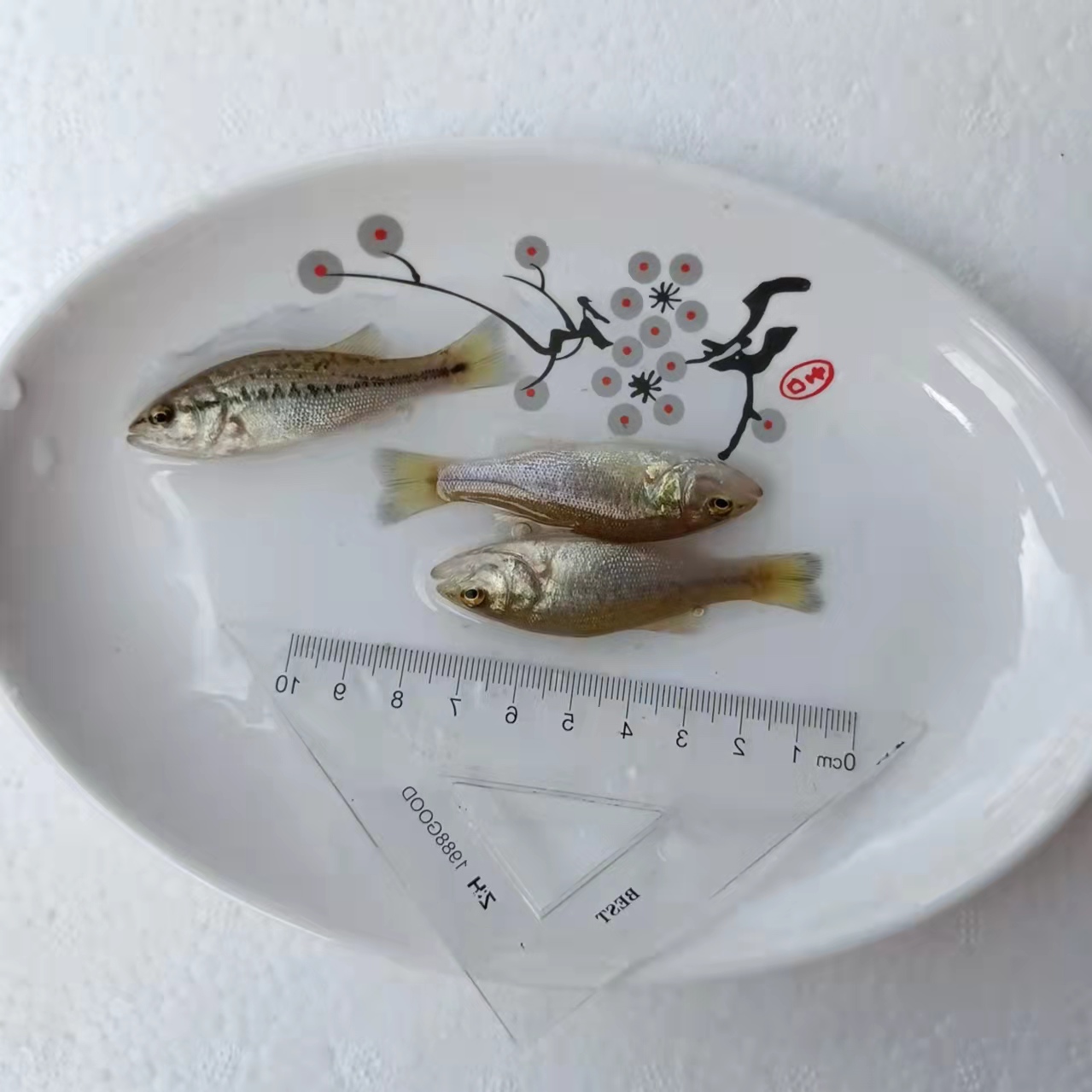 西寧工廠化養殖鱸魚技術 免費送貨上門 四肋魚養殖
