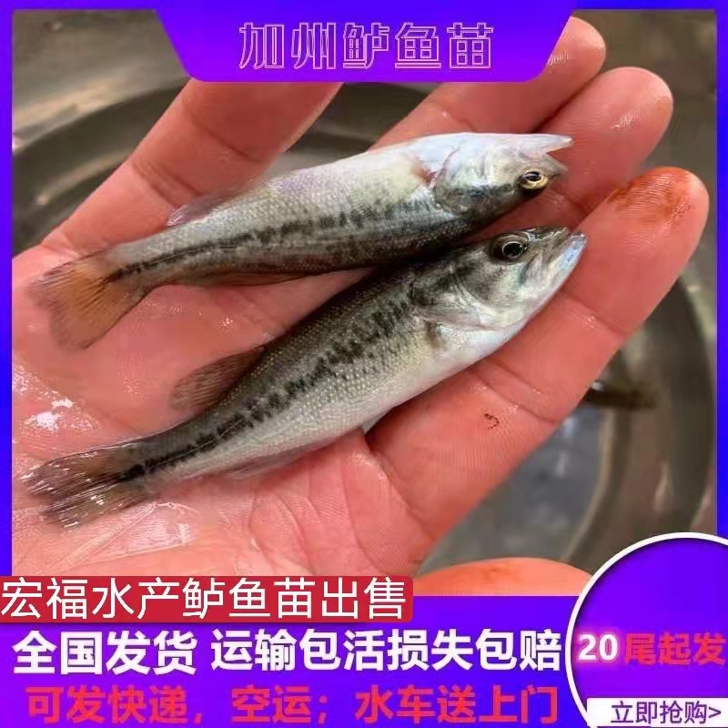 兰州鲈鱼苗