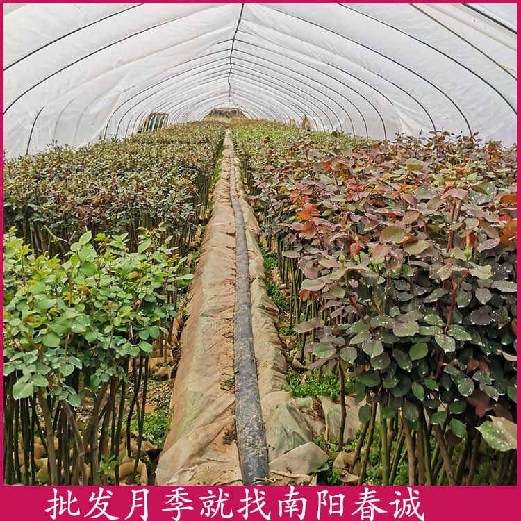 古樁月季樹苗哪里有賣-古樁月季樹苗-春誠月季現(xiàn)選現(xiàn)挖