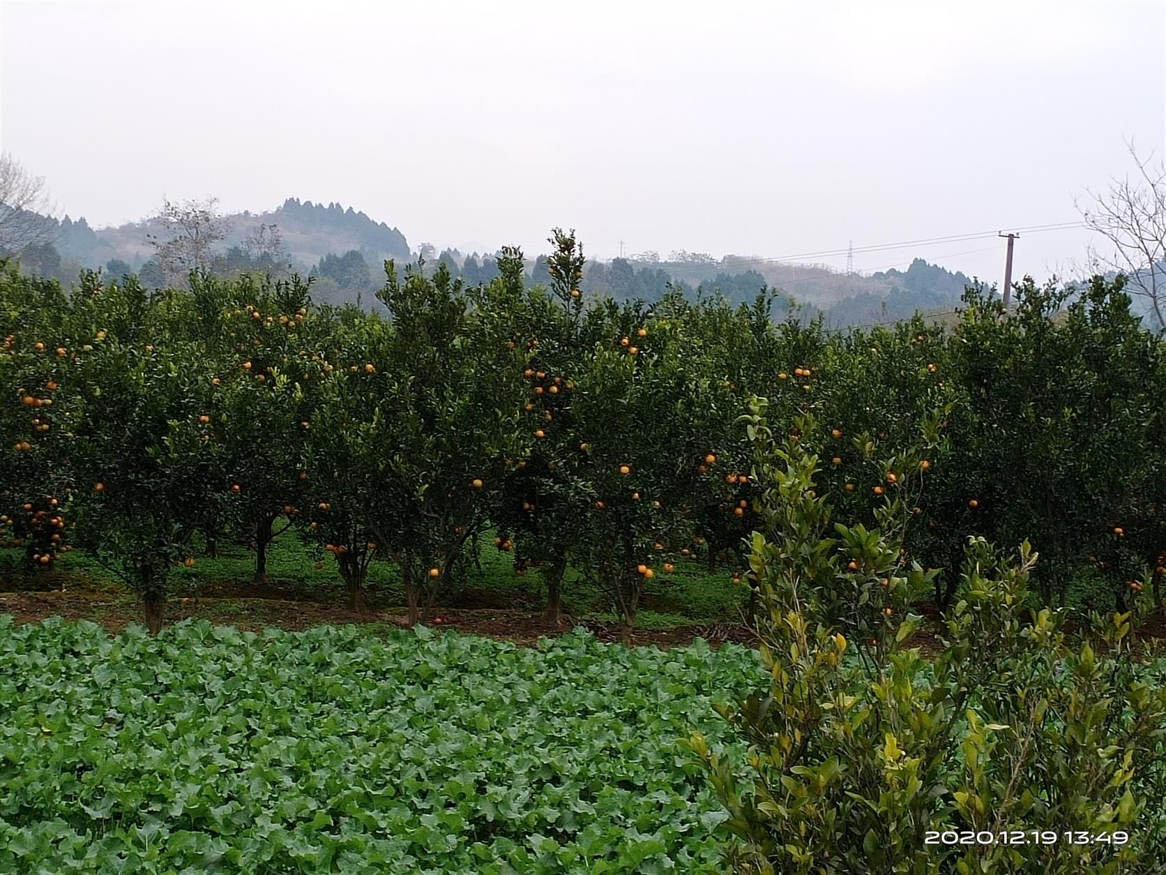 拆遷損失評估 郴州花卉苗圃苗木資產評估公司