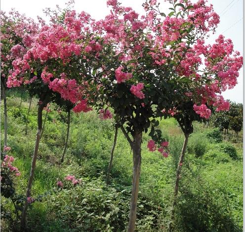 拆遷損失評估 昆明花卉苗圃苗木資產評估公司