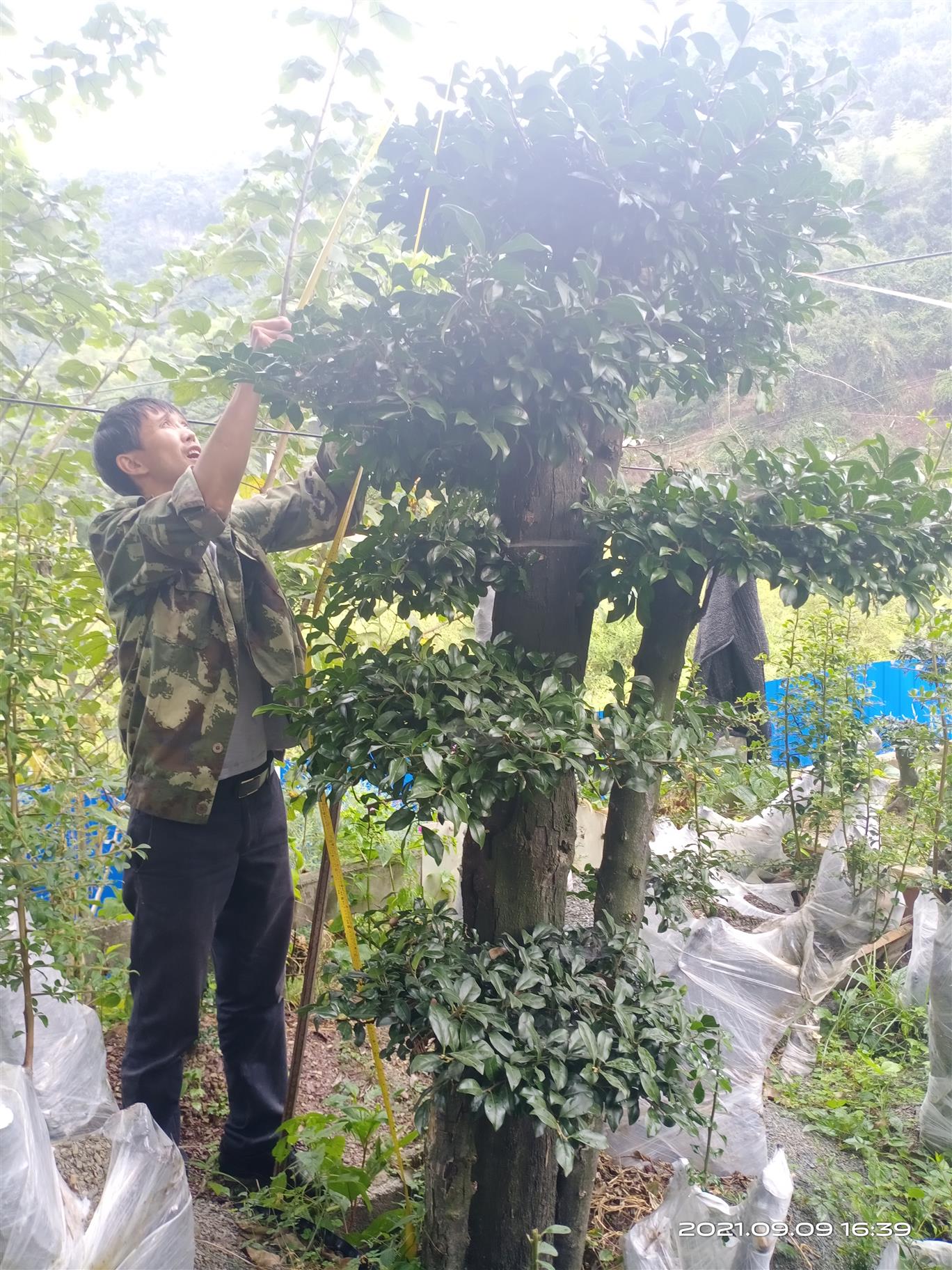 渝中草本類花卉苗圃苗木資產評估 拆遷損失評估