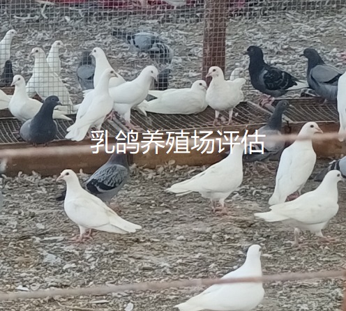 經(jīng)營收益評估 漢中價值900萬的養(yǎng)殖場評估公司