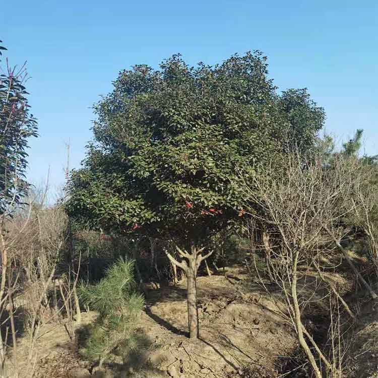 北京紅葉石楠-合理苗木成活率高-北京紅葉石楠基地