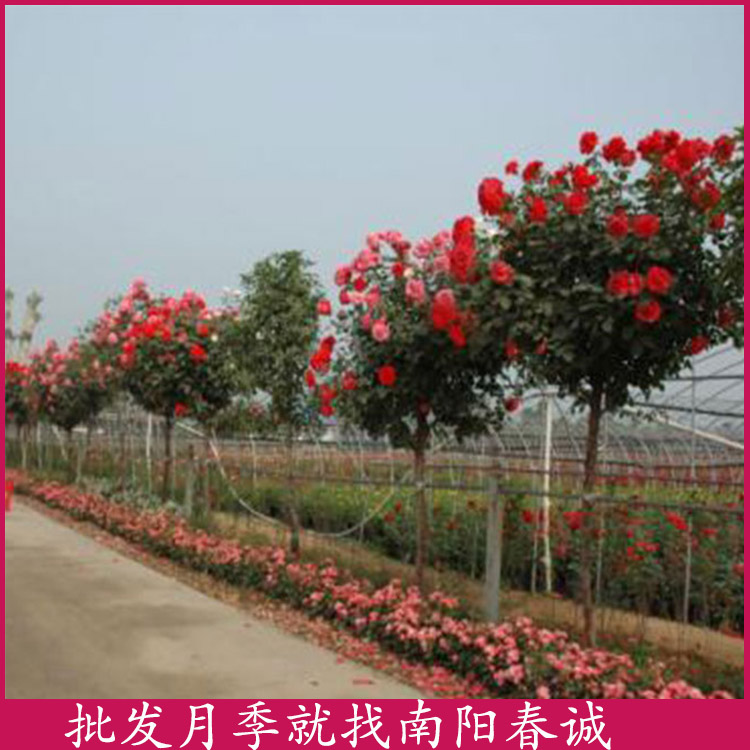 2公分*桿月季樹批發(fā)-2公分*桿月季樹-南陽春誠樹狀月季