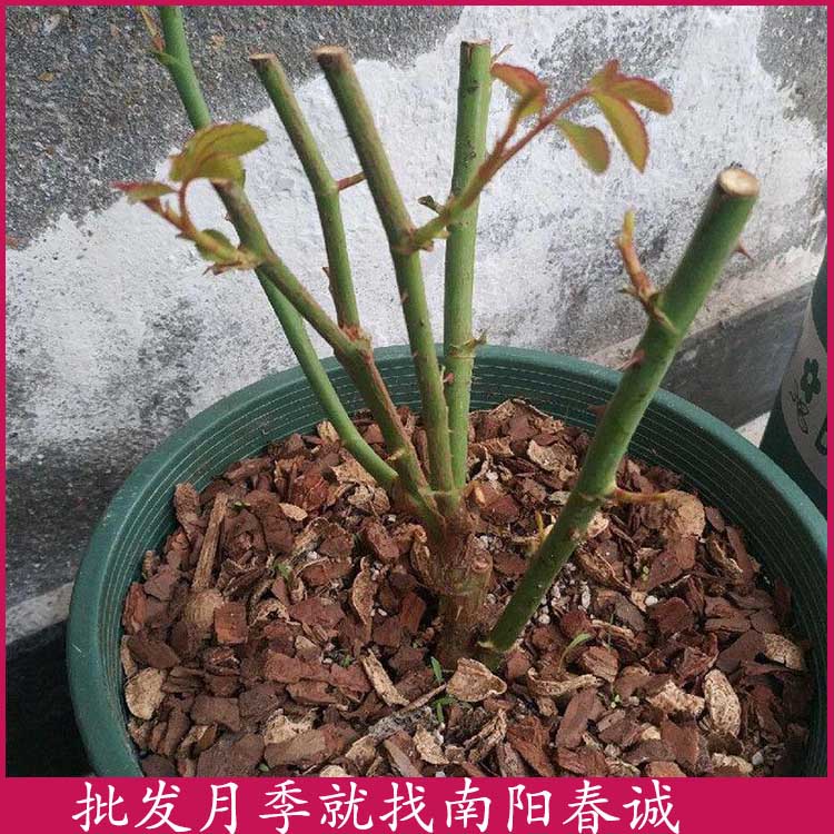 大花月季扦插苗種植基地-大花月季扦插苗-春誠月季現選現挖